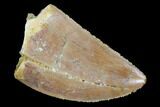 Serrated, Juvenile Carcharodontosaurus Tooth #93203-1